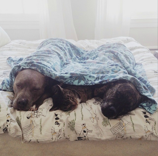 Они готовы делить одеяло с кем угодно.