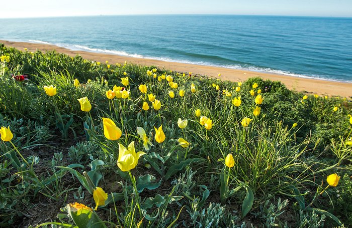 Дикие тюльпаны у моря. Автор фото: Сергей Анашкевич