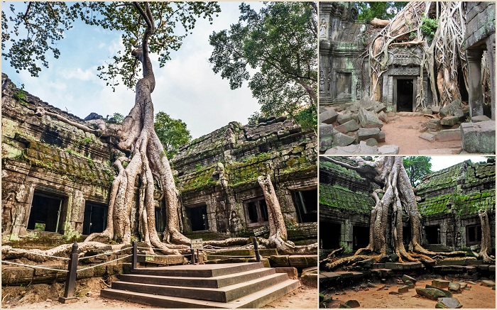 Та-Пром это современное название храма в Ангкоре, расположенного в провинции Сиемреап (Камбоджа). Храм был построен кхмерами в конце 12 начале 13 века.