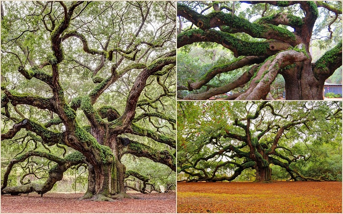 В США в штате Южная Каролина вот уже 1500 лет растет дуб, который именуется Дубом Ангела. Примерная высота этого гиганта - 20 метров, ствол в диаметре - 2,7 метров, а самая длинная ветка составляет 27 метров.