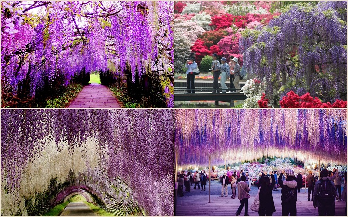 Парк цветов Асикага находится в одноименном городе в японской провинции Точиги нао Хонсю (Япония). Парк охватывает около 8,2 га и славится разнообразными видами глициний.