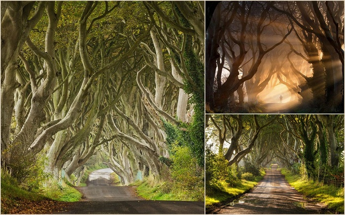 Темные, живые изгороди, Северная Ирландия – это длинные, красивые аллеи Буковых деревьев, которые были посажены в 18 веке. Проспект является одним из самых фотографируемых природных явлений.