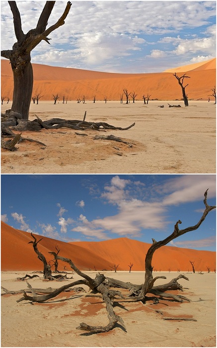 Лес Дедвлей, Намибия.