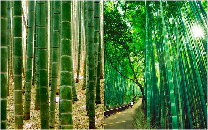 Бамбуковый лес, Киото.