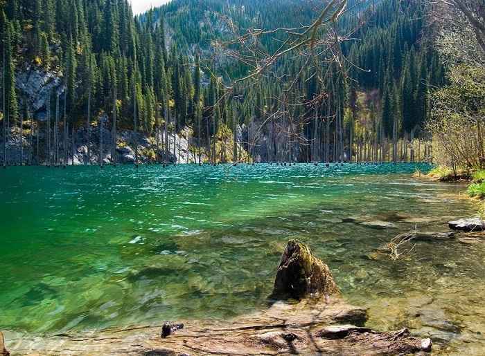 Затонувший лес озера Каинды, Казахстан.