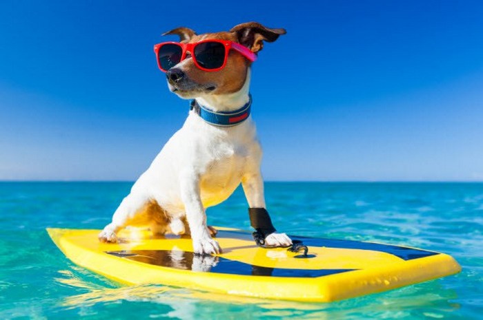 Уроки серфинга для собак.
